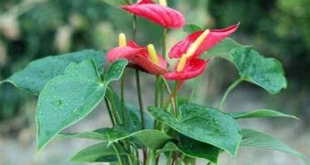 花烛的花语代表什么？花烛寓意和象征有哪些？