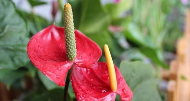 花烛的花语代表什么？花烛寓意和象征有哪些？