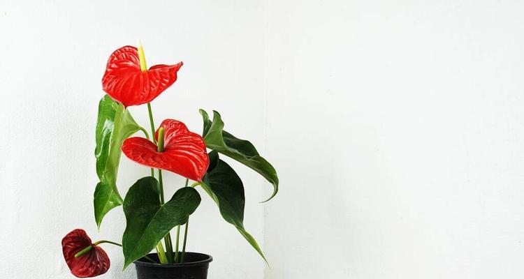 花烛的花语代表什么？花烛寓意和象征有哪些？