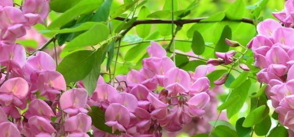 槐花有几种颜色？每种颜色的花语是什么？