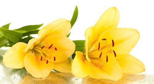 黄百合花代表什么?黄百合花语有哪些含义?