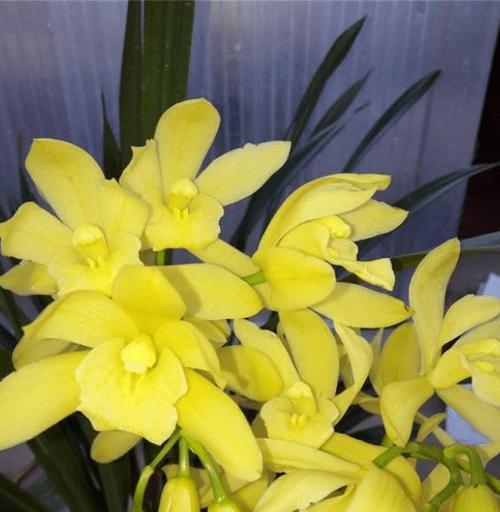 黄金兰代表什么？花语和寓意有哪些常见问题解答？