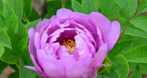 黄牡丹花代表什么意思？花语和象征意义是什么？