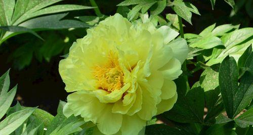 黄牡丹花代表什么意思？花语和象征意义是什么？