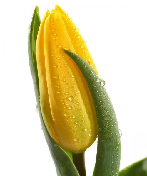 黄色郁金香代表什么？花语和寓意有哪些？