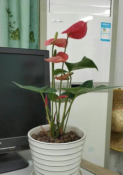 火鹤花的风水寓意是什么？如何正确摆放以招财纳福？