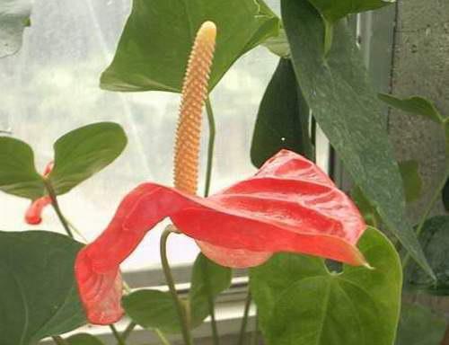 火鹤花的风水寓意是什么？如何正确摆放以招财纳福？
