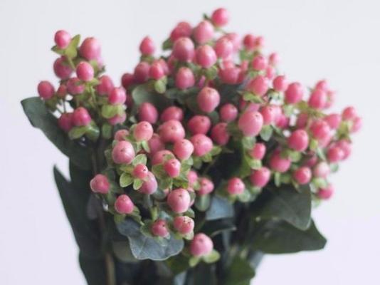 火龙珠的花语是什么？如何正确解读火龙珠的象征意义？