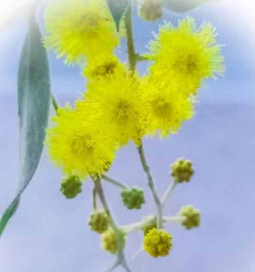 金华市花的象征意义是什么？市花的种类有哪些？