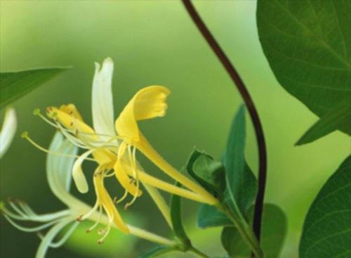金银花的花语是什么？金银花寓意代表什么含义？
