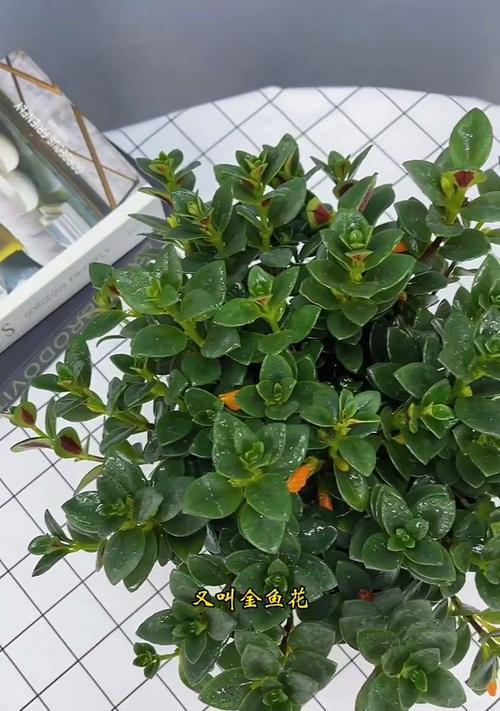 金鱼花的花语是什么？如何正确解读金鱼花的含义？