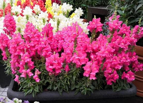 金鱼花的花语是什么？如何正确解读金鱼花的含义？