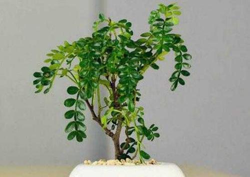 九里香的寓意和象征风水是什么？如何在家居风水中应用？