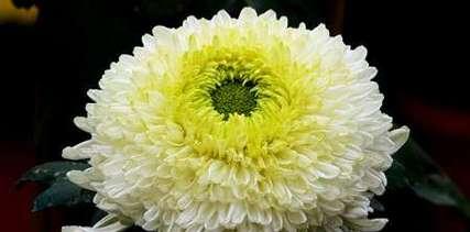 菊花的花语代表什么？菊花的象征意义有哪些？