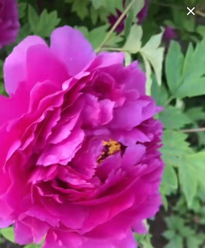 拍摄牡丹花怎么样拍最好的照片的方法