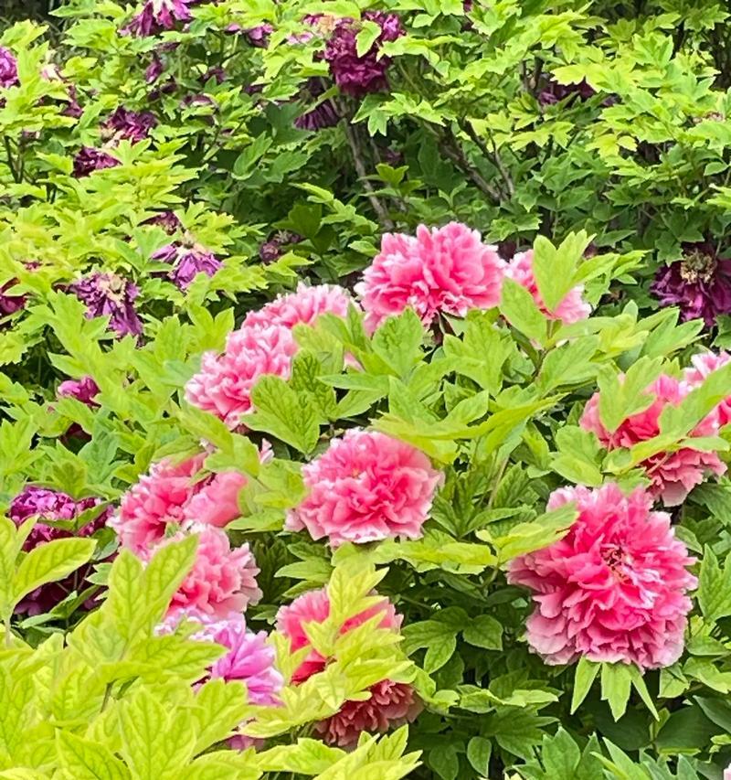 拍摄牡丹花怎么样拍最好的照片的方法