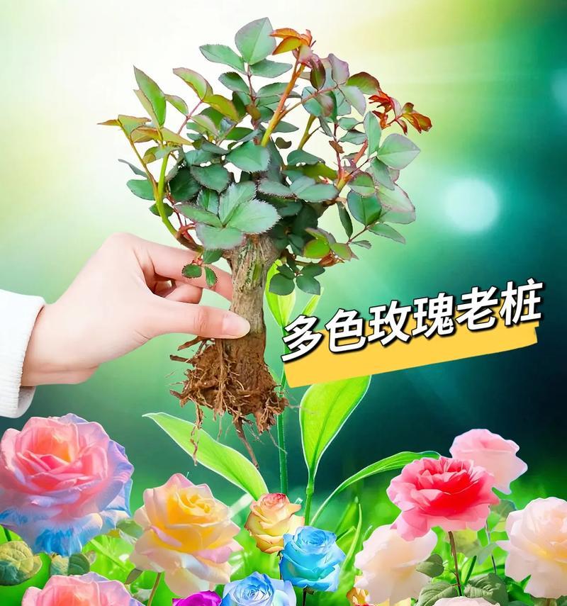 开花后的多色玫瑰图片大全