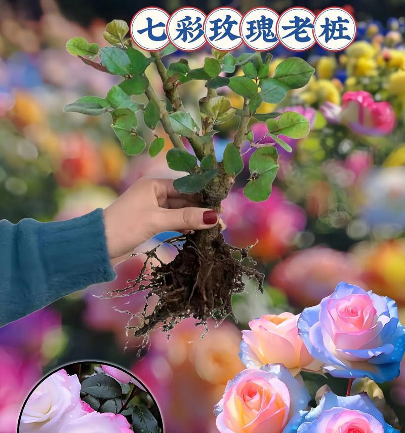 开花后的多色玫瑰图片大全