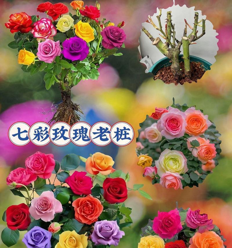 开花后的多色玫瑰图片大全