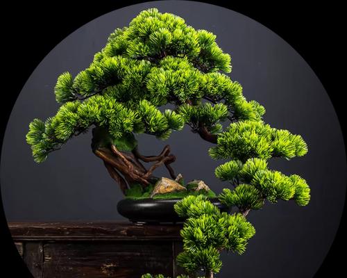 家族盆景图片大全大图高清
