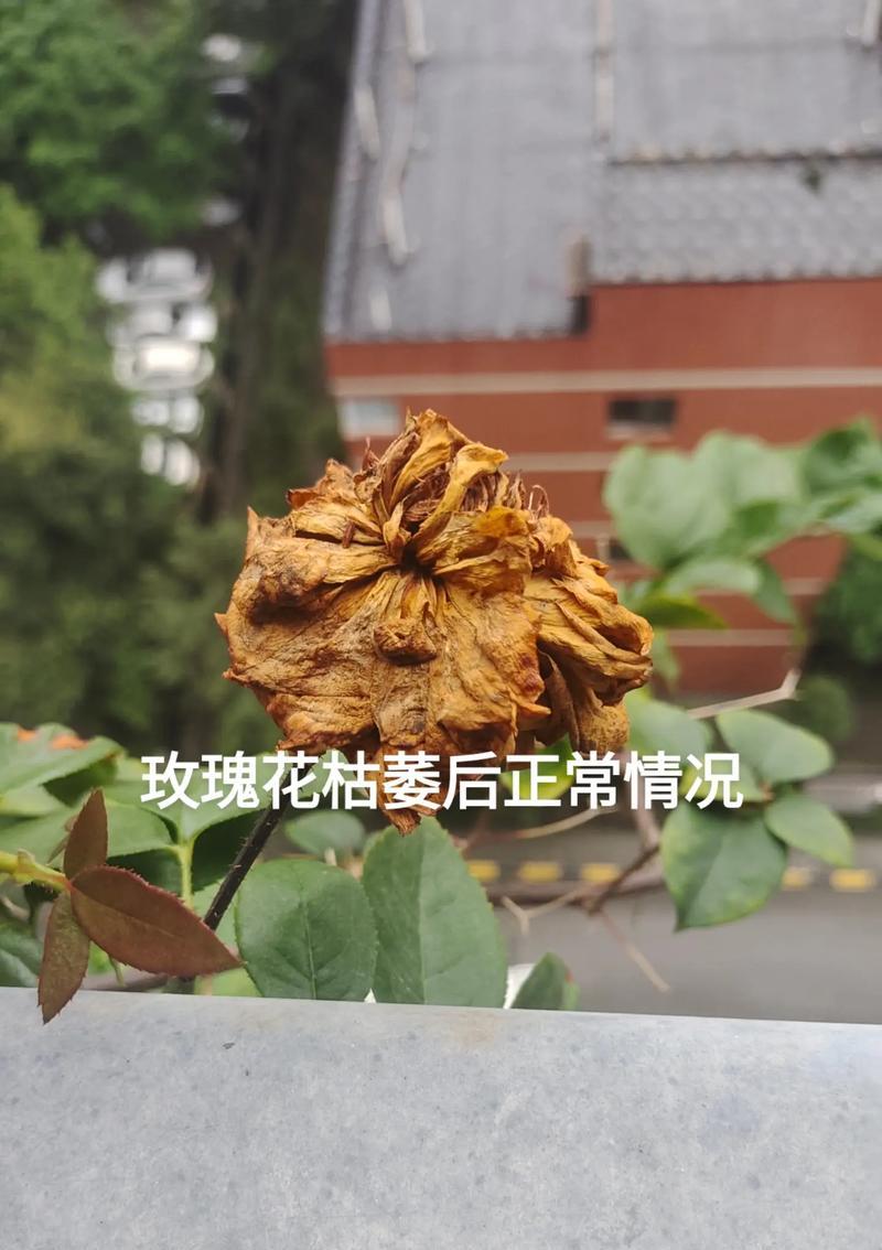 网上的玫瑰花会枯萎吗是真的吗图片大全