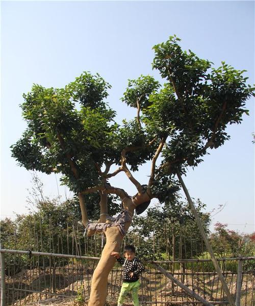 茶花能嫁接在月季花上吗视频播放在线看
