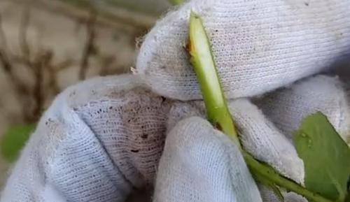 茶花如何嫁接月季花视频讲解