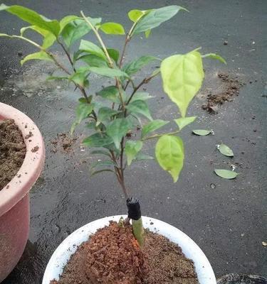 茶花能嫁接在月季花上吗视频教程简单