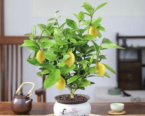 冬天室内盆栽柠檬树怎么养好