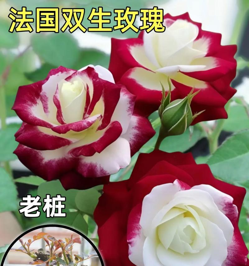 网购玫瑰花怎么养开花
