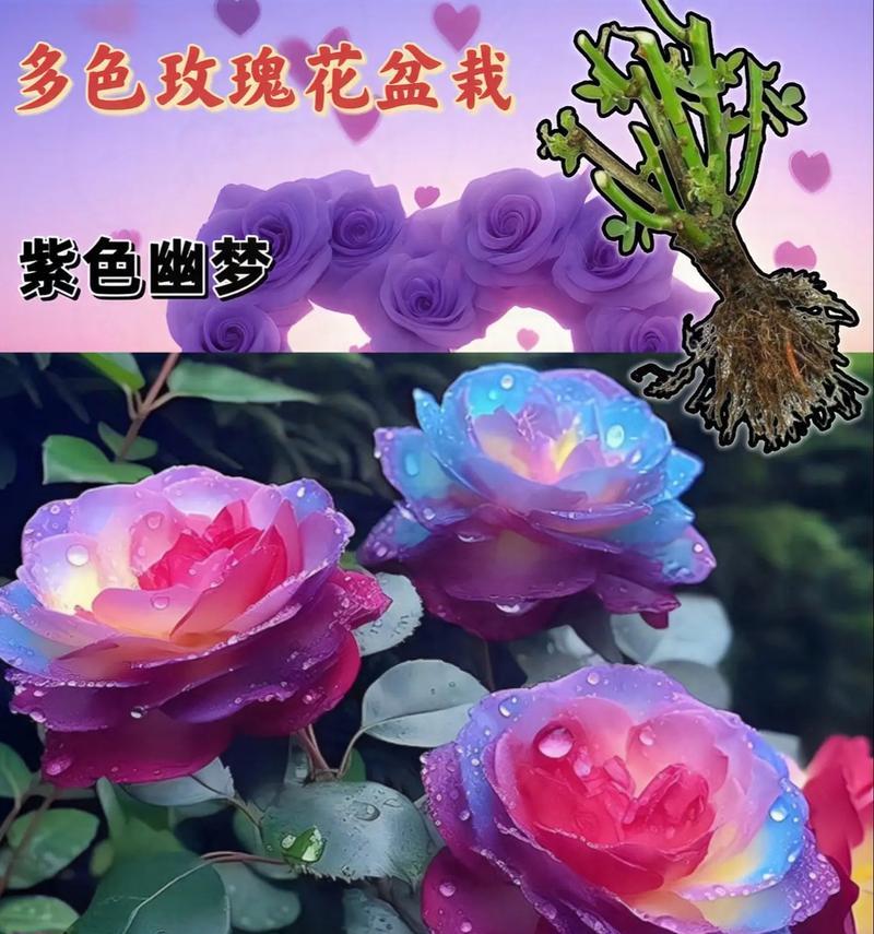 在网上买的花大概多久开花玫瑰