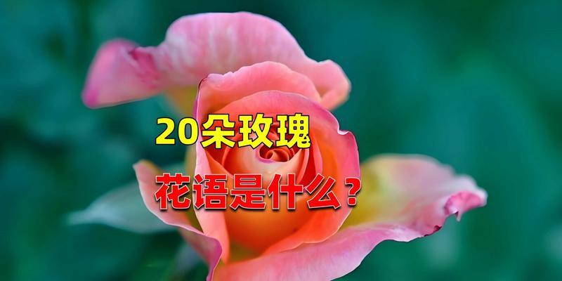 20朵粉色玫瑰花代表什么？用英语怎么表达？