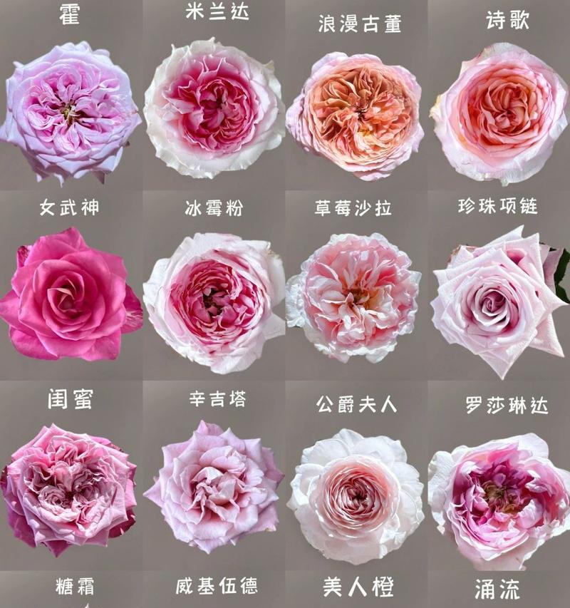 粉色玫瑰12朵代表什么？女生图片能否展示含义？