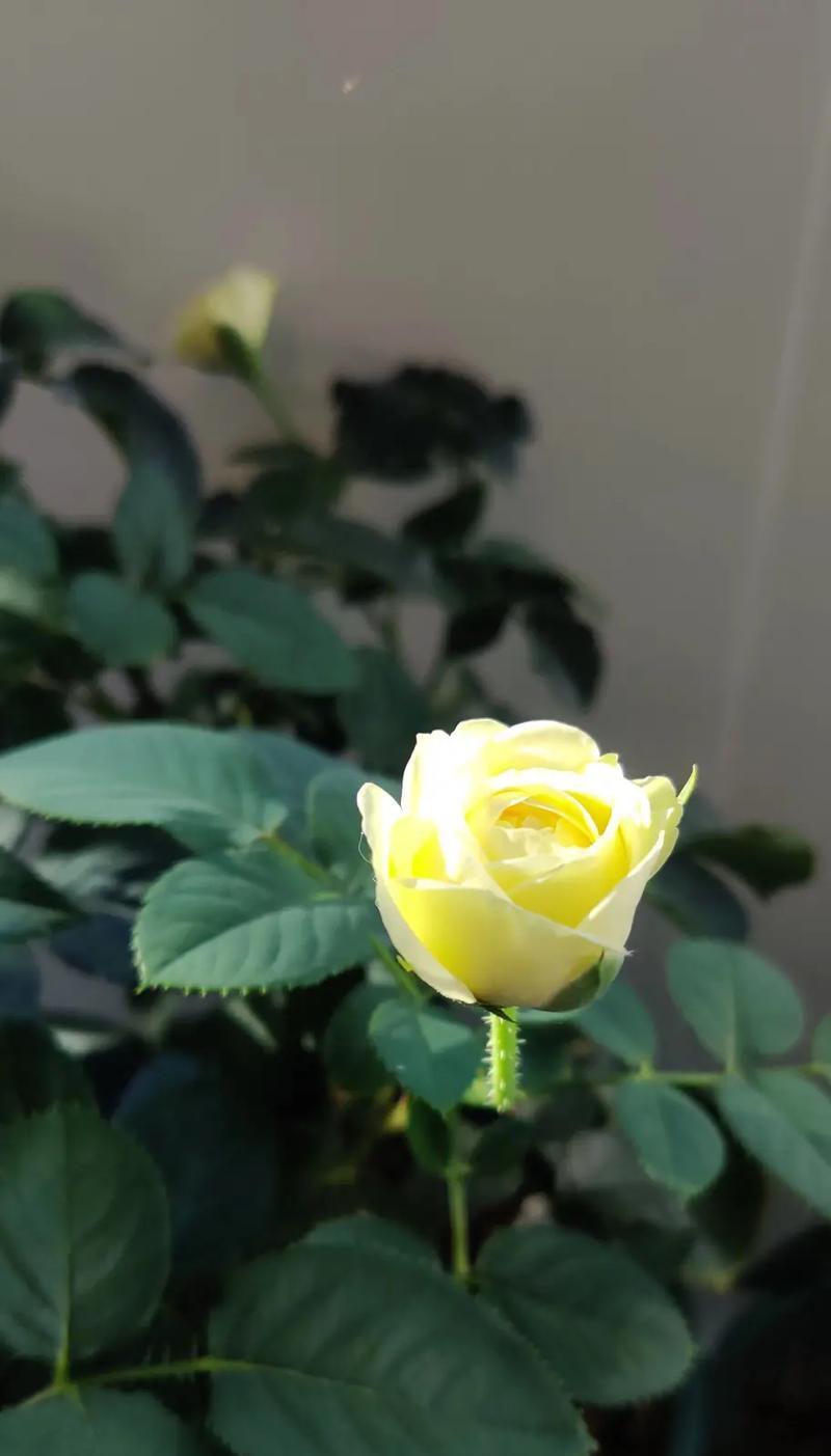 3支玫瑰花的寓意是什么？