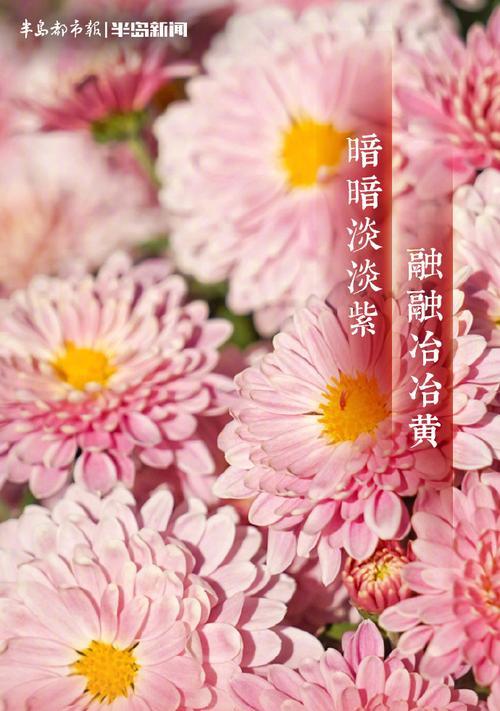 菊花被文人墨客赞美有哪些经典句子？
