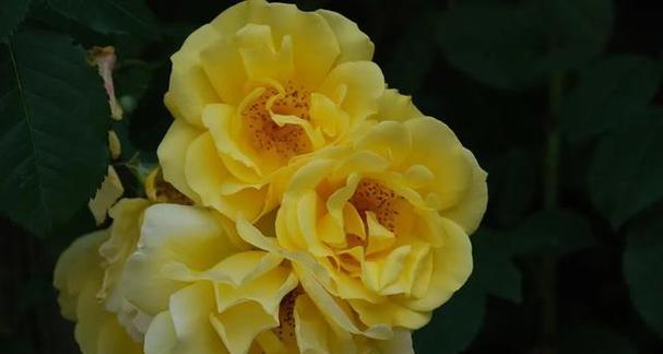 349朵玫瑰花的特殊含义是什么？送349朵玫瑰花有何深意？