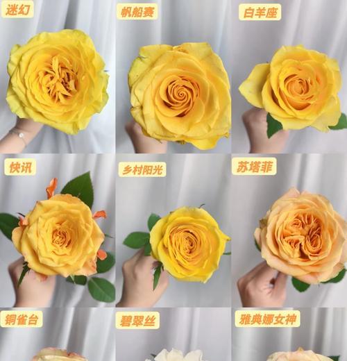 8朵黄色玫瑰代表什么含义？