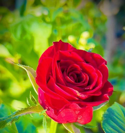 3416朵玫瑰花代表什么？这个数量的玫瑰花有何特殊含义？