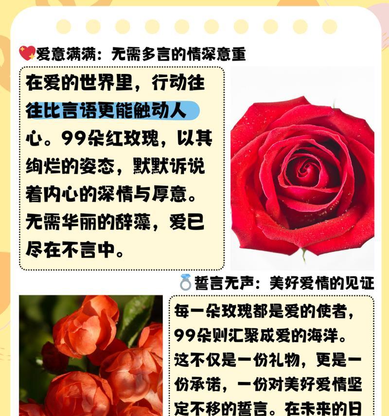 239朵玫瑰花的含义是什么？图片展示如何？