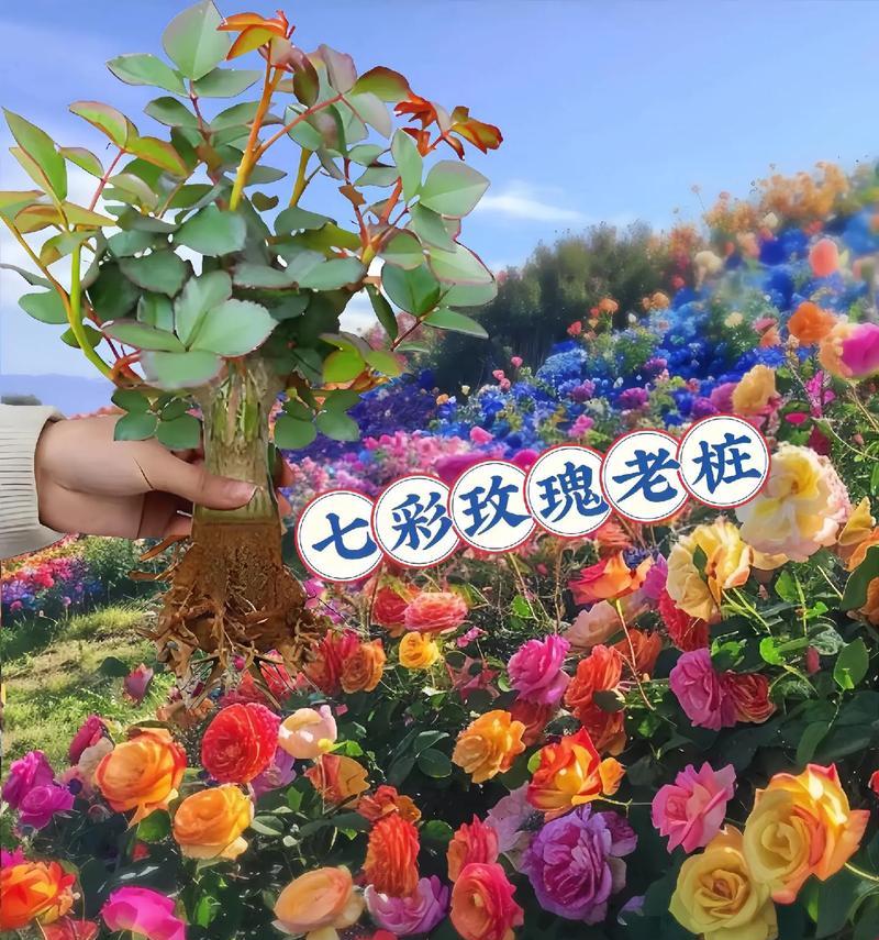 650朵玫瑰花代表什么？送650朵玫瑰花的含义是什么？