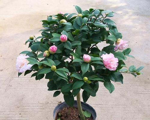 花期长的带刺花卉植物是什么？带刺花卉中哪些花期较长？