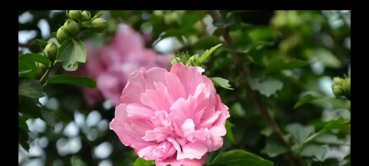 花期长的带刺花卉植物是什么？带刺花卉中哪些花期较长？