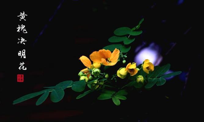黄色和黑色组合的花卉有哪些？它们的花语是什么？