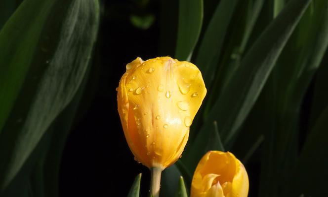 黄色和黑色组合的花卉有哪些？它们的花语是什么？