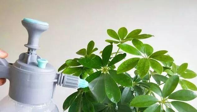 植物通风多久后浇水最佳？如何判断植物需水？