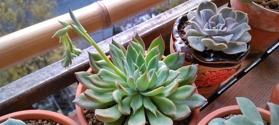 植物通风多久后浇水最佳？如何判断植物需水？