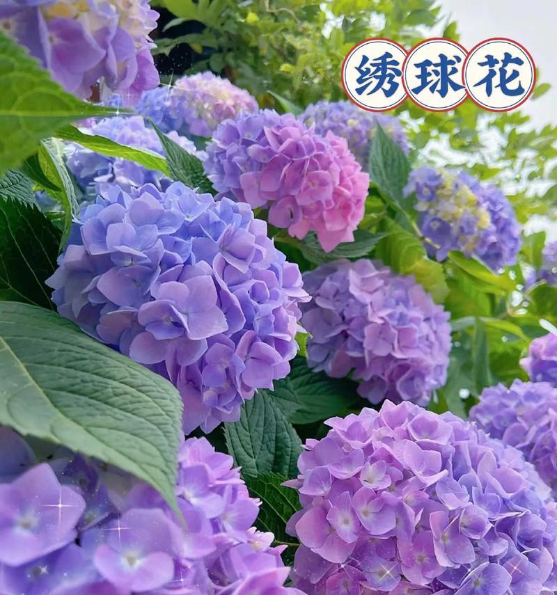 绣球植物有哪些别名？它们的花语是什么？