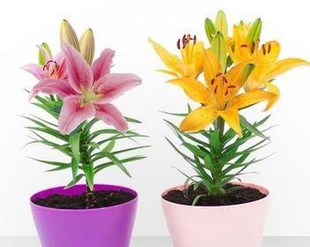 室内种栽植物有哪些？室内种栽植物的选择技巧是什么？