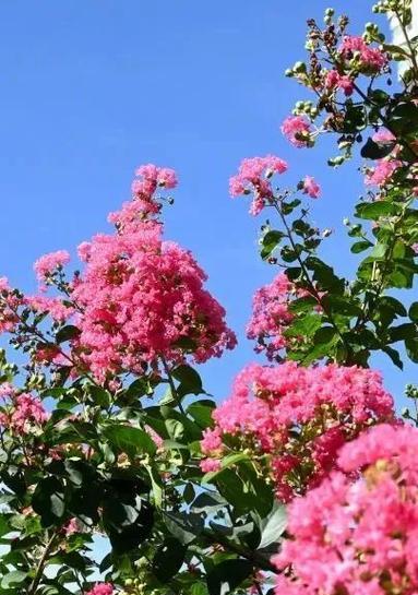 潮汕地区适合养哪些花卉?如何挑选适合本地气候的植物?