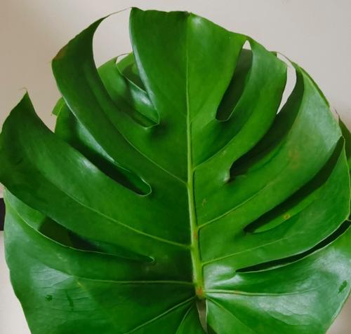 竹变藤类花卉有哪些特点和品种？